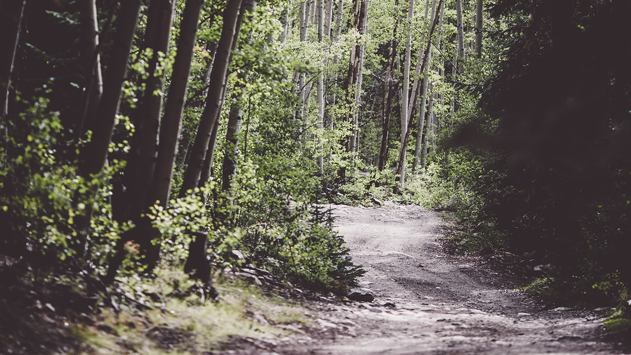 A dirt path goes into a woodland with tall thin trees