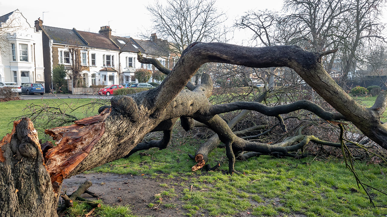 Large fallen tree in front of houses and parked cars.